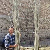 فروش انواع نهال‌های پیوندی و اصلاح شده|حراج|ساری, |دیوار