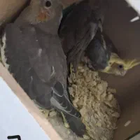 جوجه عروس هلندی|پرنده|شادگان, |دیوار