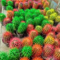 مرکز پخش کاکتوس اچینو رنگی|گل و گیاه طبیعی|گرگان, |دیوار