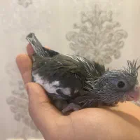 عروس هلندی سرلاکی در رنگ بندی(مولد و بالغ)|پرنده|رشت, یخسازی|دیوار