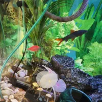 اکواریوم شرکتی ۱متری|ماهی|اسکو, |دیوار