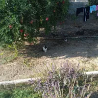 خرگوش
