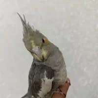 جوجه عروس 2 ماهه
