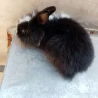 فروش یک عدد خرگوش خارجی|موش و خرگوش|ایذه, |دیوار