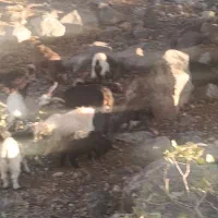 25عدد کهره دونه 5و پانصد|حیوانات مزرعه|لنده, |دیوار