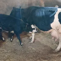 گاو شیری اصل هلشتاین با گوساله ماده سیمینتال