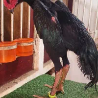 خروس تخم لاری اوشامو