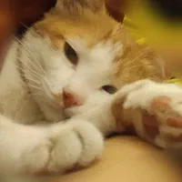 واگذاری گربه هیمالیا