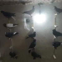 ۱۲تا نر پریدنی گردن کلفت زد خوردی