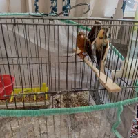 قناری ماده|پرنده|داراب, |دیوار