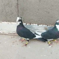 جفت پلنگ کاکلی کرمانی