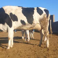 گاوشیری|حیوانات مزرعه|باشتین, |دیوار