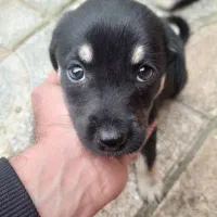 واگذاری رایگان توله دوماهه ماده|سگ|نوشهر, |دیوار