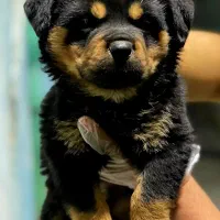 فروش توله روتوایلر وارداتی با ضمانت اصالت