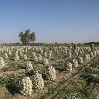 اجاره زمین قطره ای رودبار جنوب