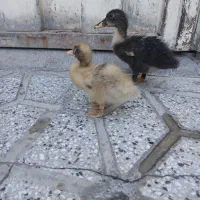 جوجه اردک