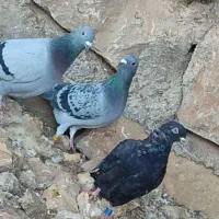 گرفتنی ۴ عدد پلاکی و ۲ عدد معمولی