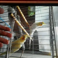 یک جفت عروس هلندی بالغ سخنگو به شرط تخم کردن