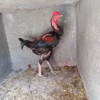 خروس لاری افغان