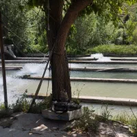 استخدام نیرو در پرورش ماهی
