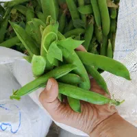 بذر نخود فرنگی