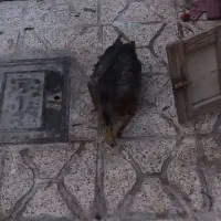 اردک|حیوانات مزرعه|مشهد, شهید قربانی|دیوار