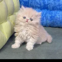 سرپرستی گربه م ی پ ذ ی ر م