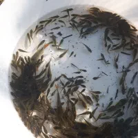 ماهی گرم کپور|ماهی|سنگر, |دیوار