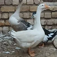 غوغاز|حیوانات مزرعه|قم, نوقطار|دیوار