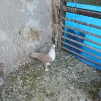 کربلایی سرور دمسفید ساده