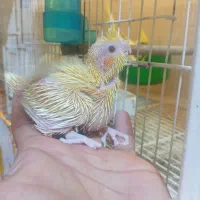 عروس هلندی مولد لوتینو و البینو روی تخم و جوجه|پرنده|زابل, |دیوار