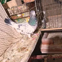 کفترپاکستانی پرشی|پرنده|ایرانشهر, |دیوار