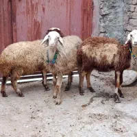 سه راس بره|حیوانات مزرعه|بروجرد, |دیوار