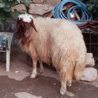 بره قوچ داشتی اصیل
