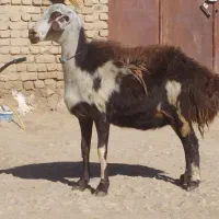 دو راس شیشک آنتیک|حیوانات مزرعه|نهاوند, |دیوار