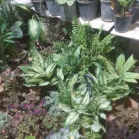گلفروشی ارش