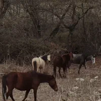 گله اسب ۹ تایی|اسب و تجهیزات اسب‌سواری|پول, |دیوار