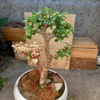 گل بنسای کراسولا