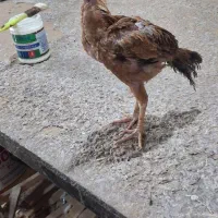 جوجه لاری۴ماهه خرو