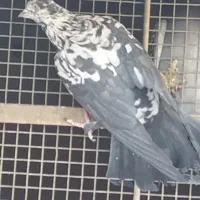 سینماش گرگی