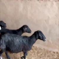 ۹راس میش افشار آبستن