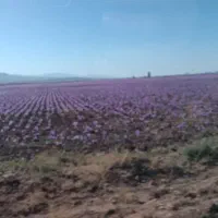 عسل زعفران صد درصد طبیعی|خوردنی و آشامیدنی|تهران, توحید|دیوار