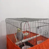 عروس هلندی نر سالم سرحال