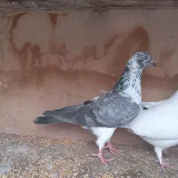 کفتر پرشی|پرنده|قم, ولیعصر|دیوار