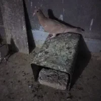 کرواتی افغونی زرد کرمونی و چندتا جوجه|پرنده|تربت‌حیدریه, شهرک ولیعصر|دیوار