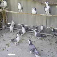 کود کبوتر