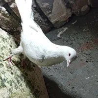 پرنده|پرنده|اصفهان, حصه جنوبی|دیوار