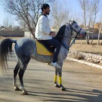 نریان کرد