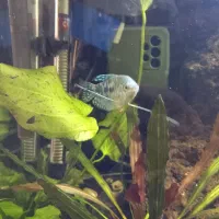 ماهی|ماهی|آستانه اشرفیه, |دیوار