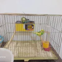 فوری فوری خاص|پرنده|شهرکرد, |دیوار